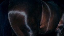 silly berlin — creative direction, set design, photography, directing