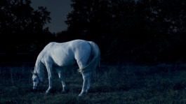 silly berlin — creative direction, set design, photography, directing