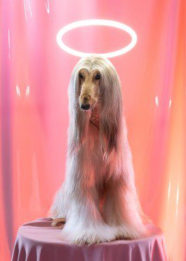 silly berlin — creative direction, set design, photography, directing