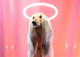 silly berlin — creative direction, set design, photography, directing