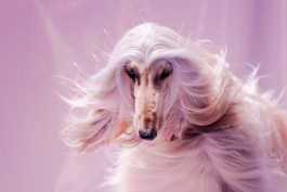 silly berlin — creative direction, set design, photography, directing