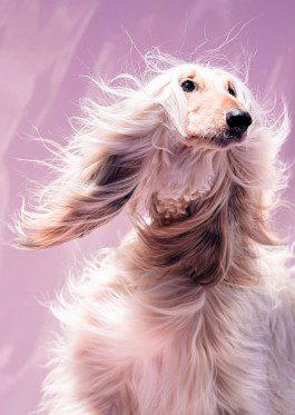 silly berlin — creative direction, set design, photography, directing