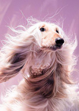 silly berlin — creative direction, set design, photography, directing